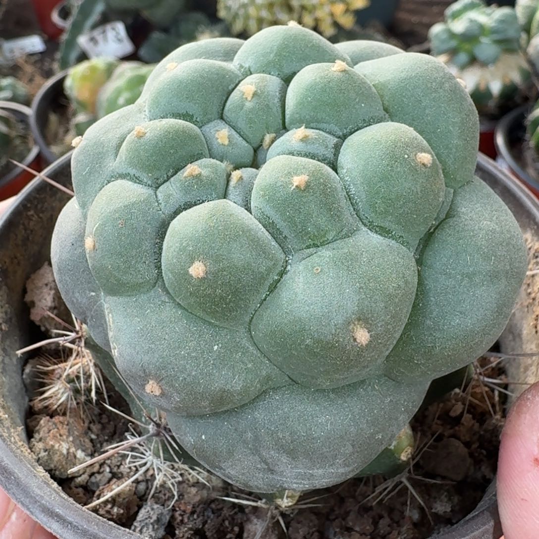 【闪购商品】蓝白肌凸尤鲜333