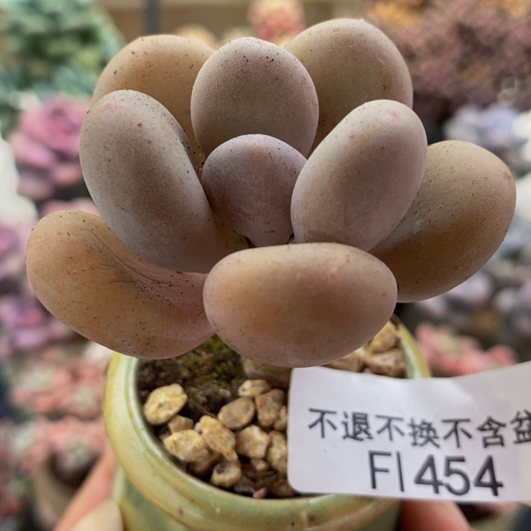 454橙雪球5cm多肉