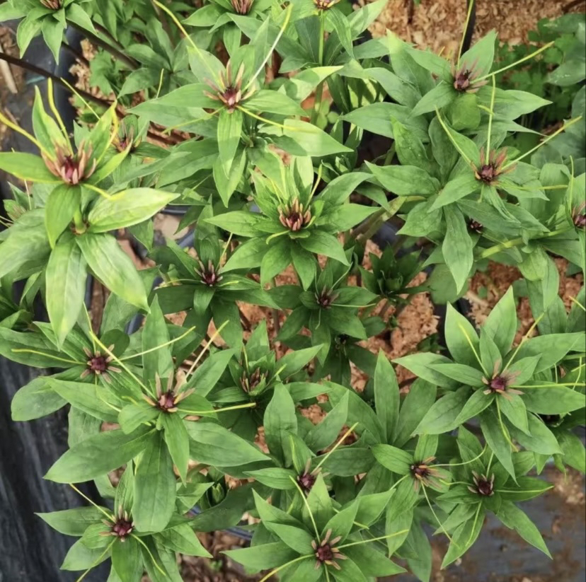 重楼七叶一枝花盆景草莓苗忧遁草