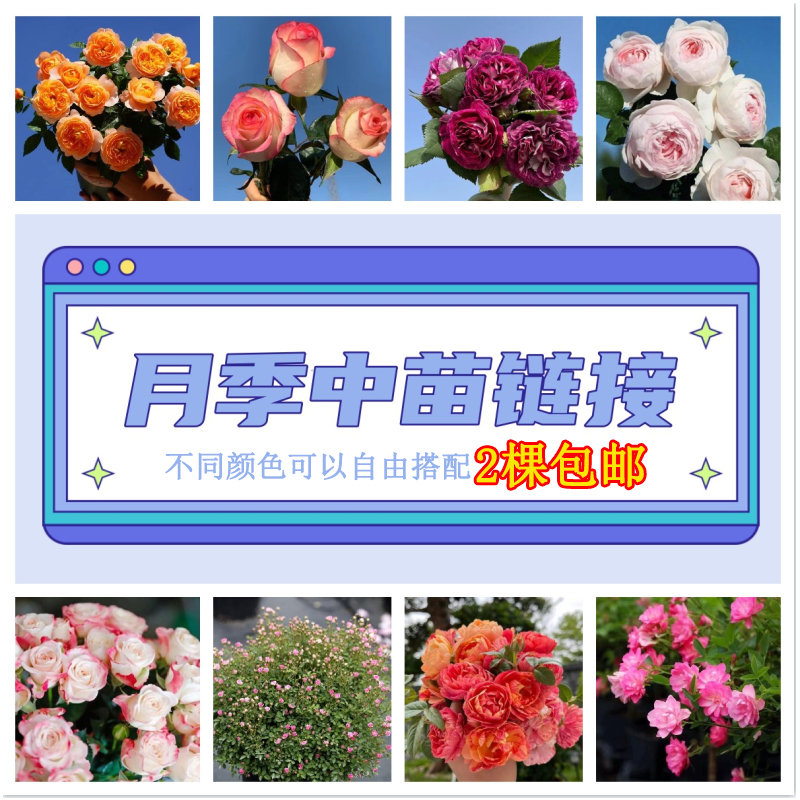 我是中苗 买2棵包邮 灌木微型灌木 藤本爬藤