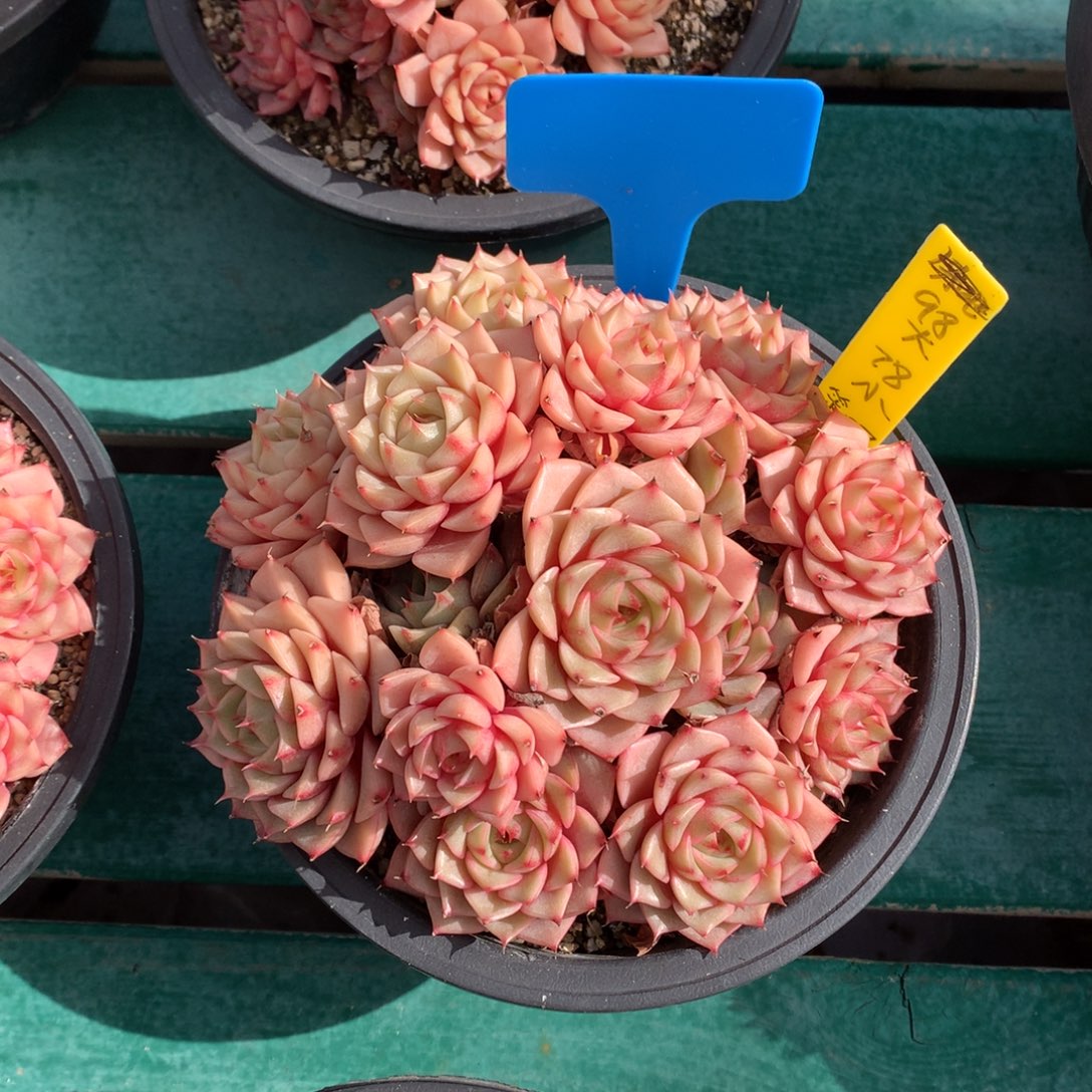 苯巴 满盆 一颗    