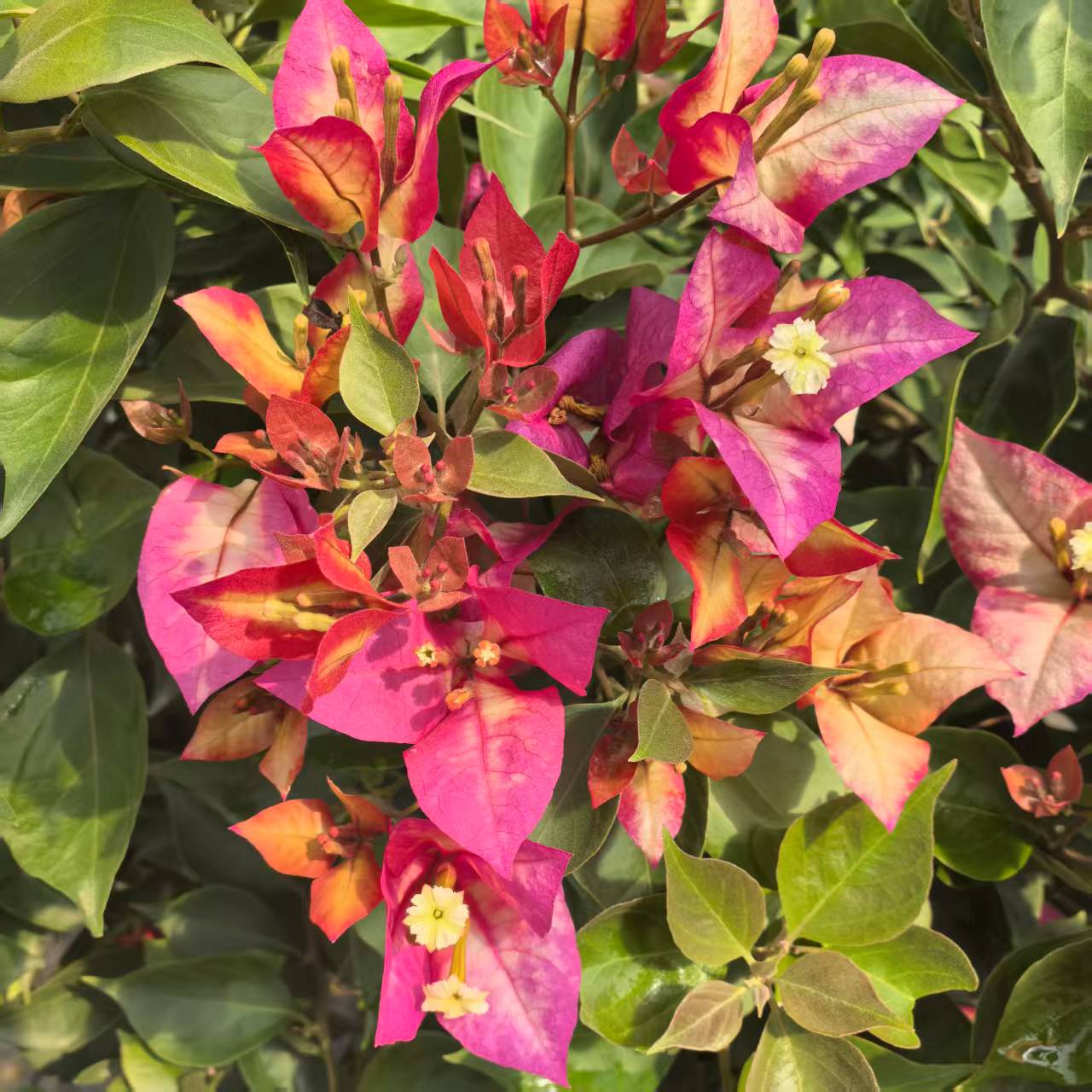 三角梅（苏菲亚印第安纳）