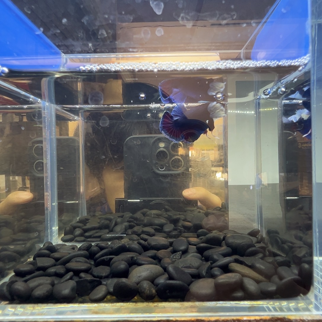 斗鱼阿浩泰斗9日24号