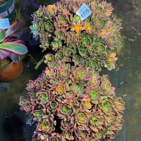 两盆多肉植物1779