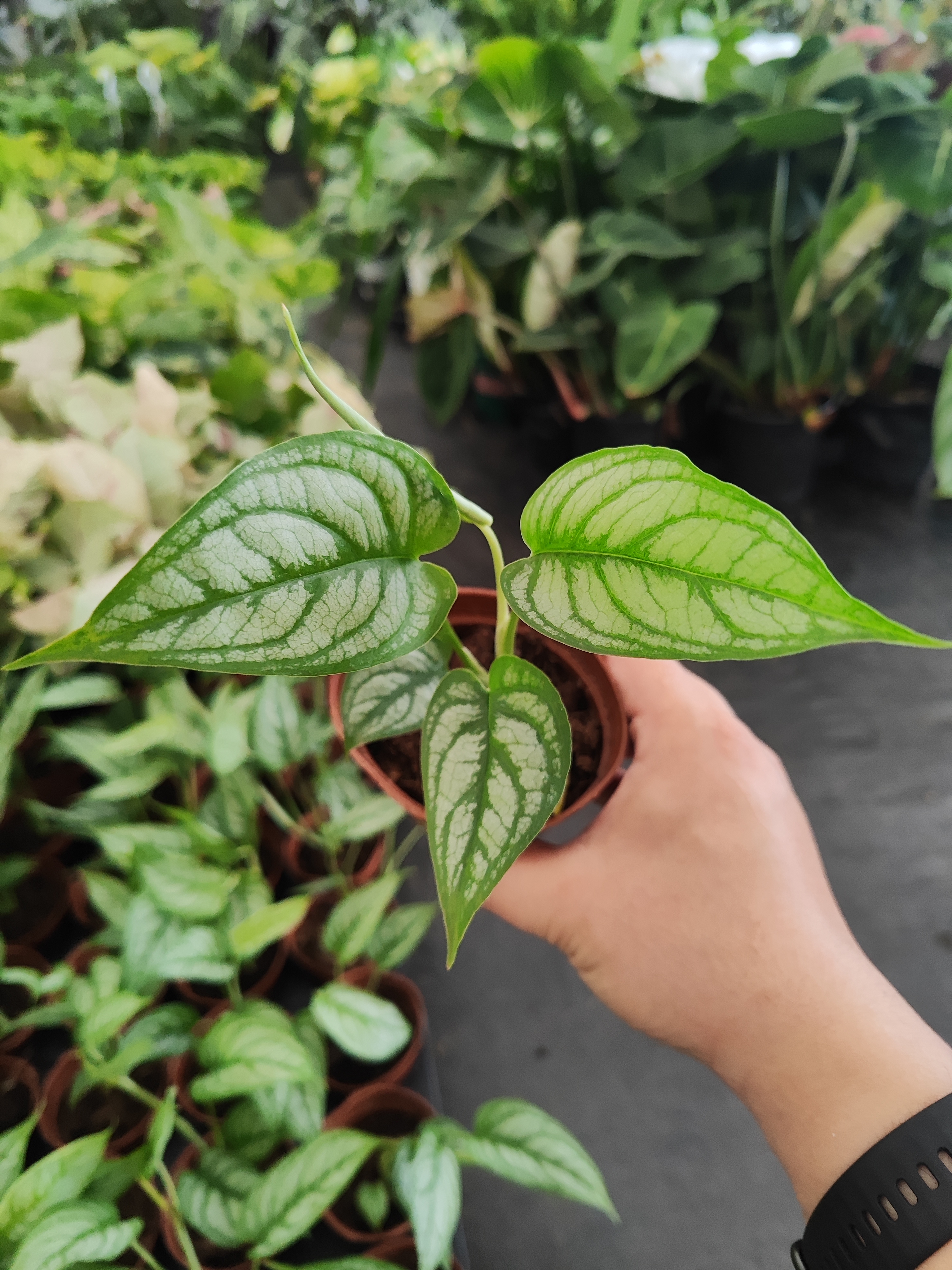 夕特龟背竹小苗室内观叶植物爬藤热植系列四季常绿