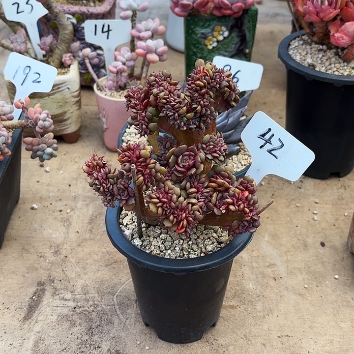 多肉植物，大红袍缀42号