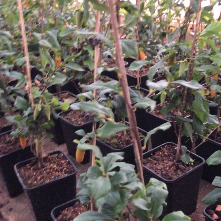 无花朵梦之娜真的好可爱的呀