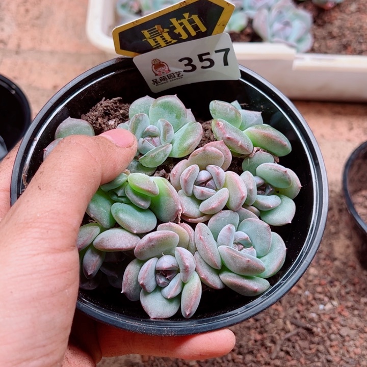 多肉植物多肉植物