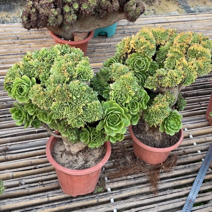 元***子法师老桩缀化铝羊绒