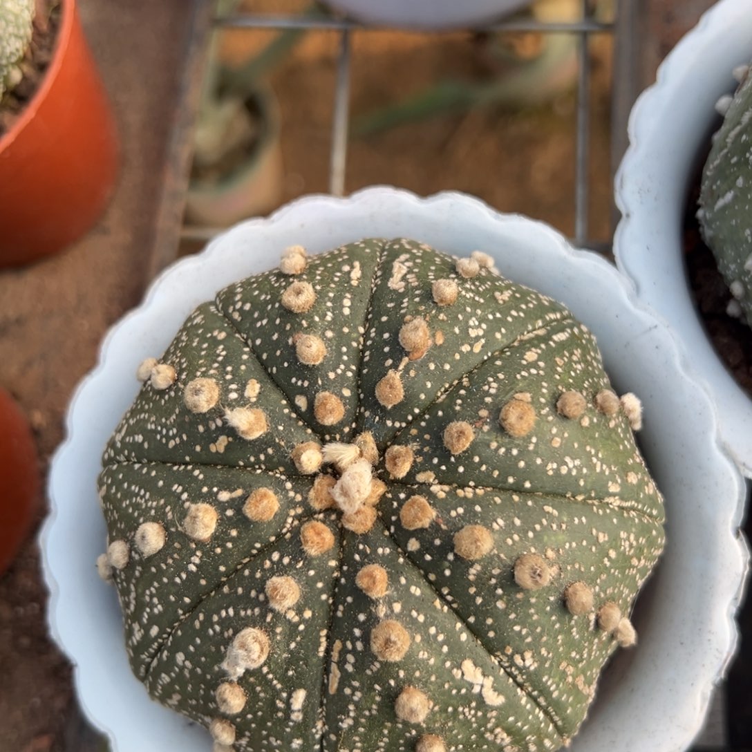 夷***泽 零零落落 零零落落