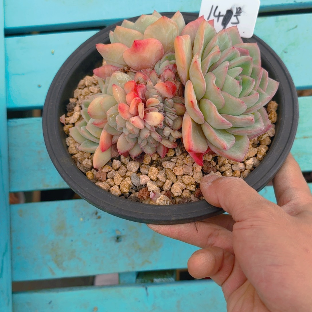 149号多肉1111111111