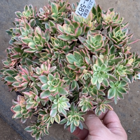 587甜茶满25包邮多肉