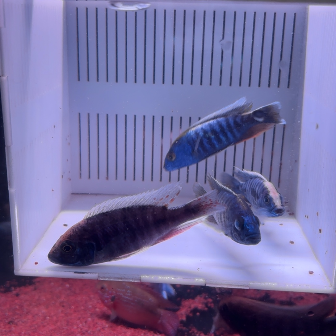 慈鲷鱼福利41号买2送2