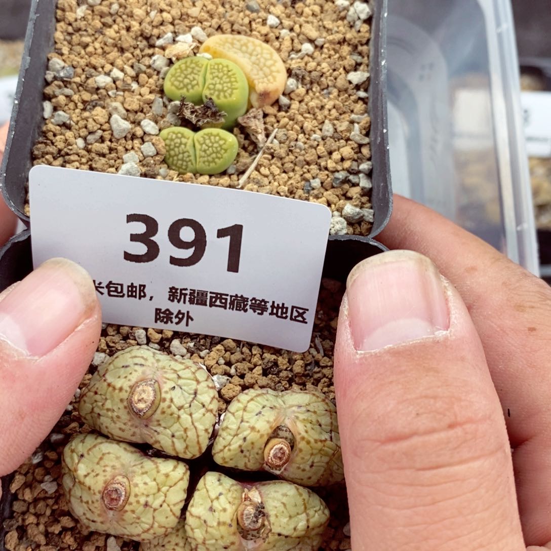 我的朋友们都是我391