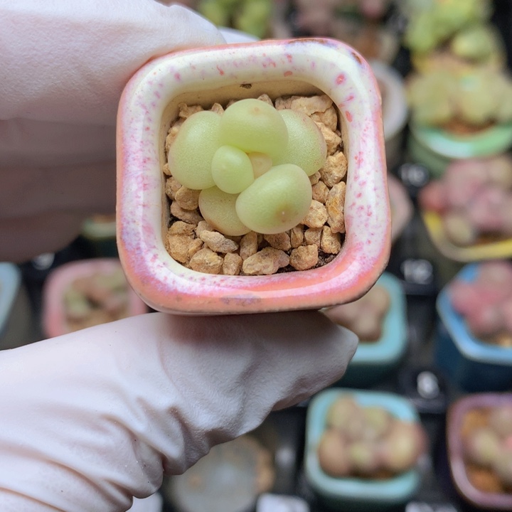 五***号萤火虫 白冰 一物一拍