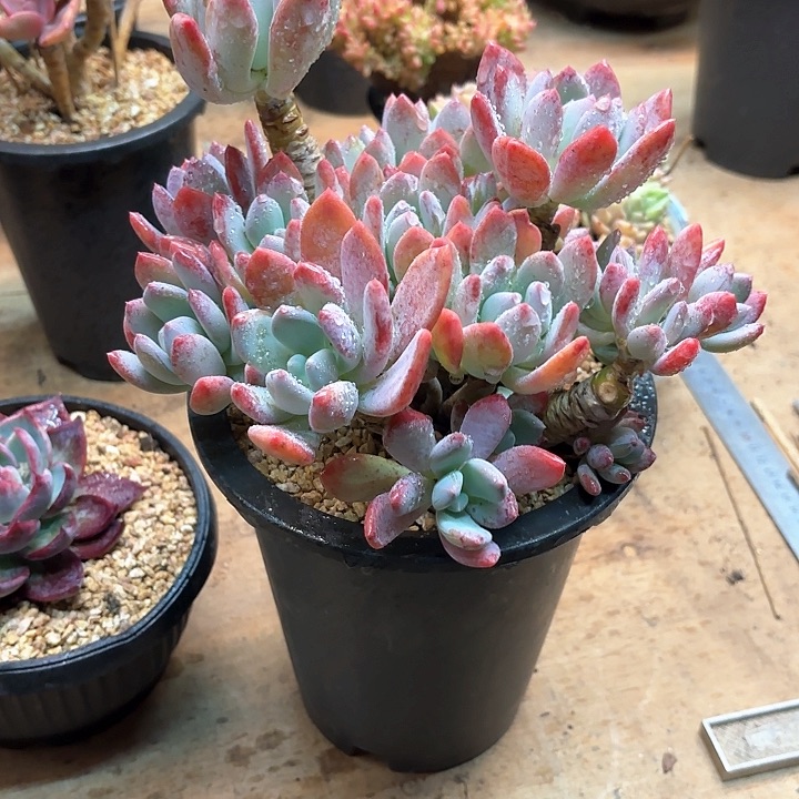 多肉植物，灰姑娘