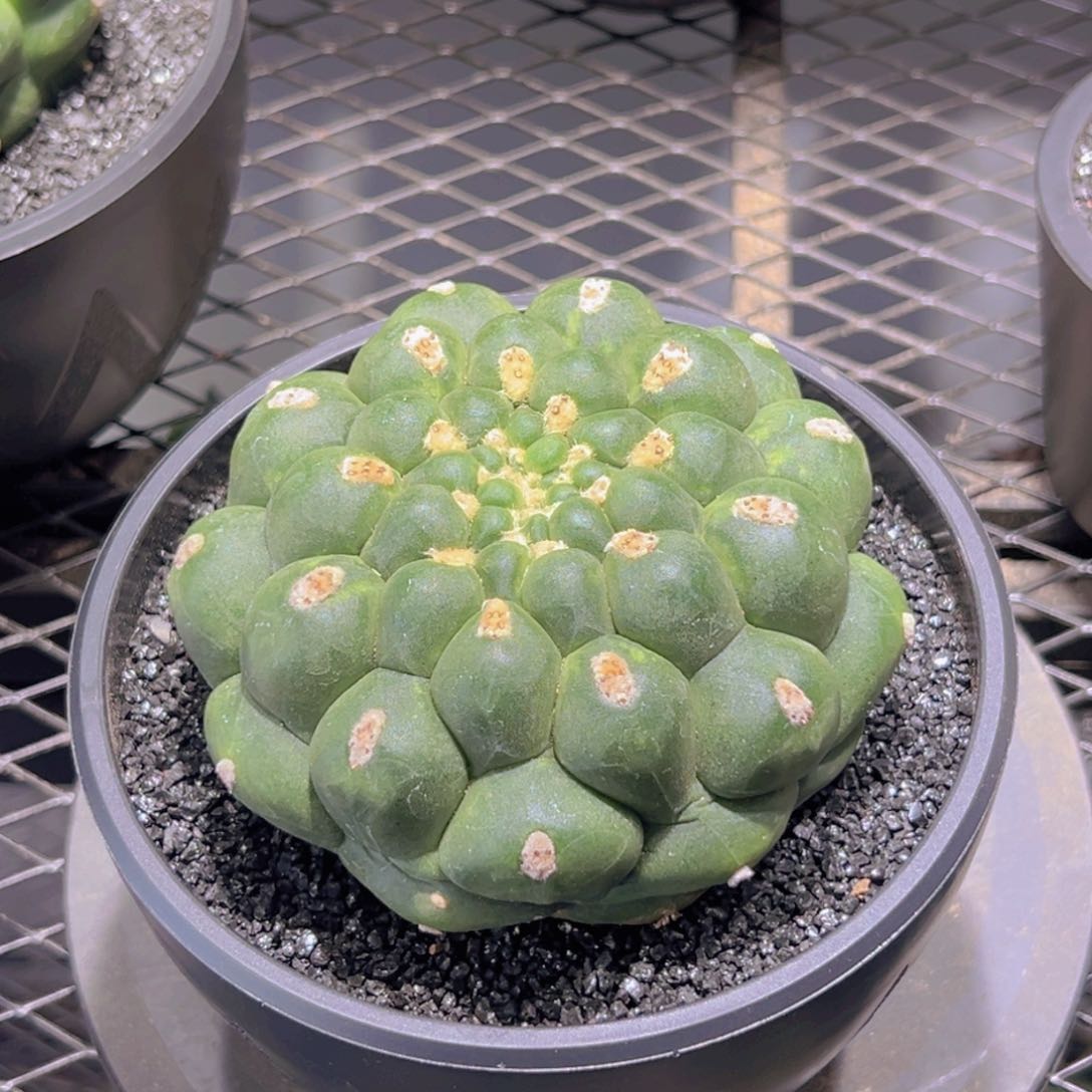 ?**界111111111111111