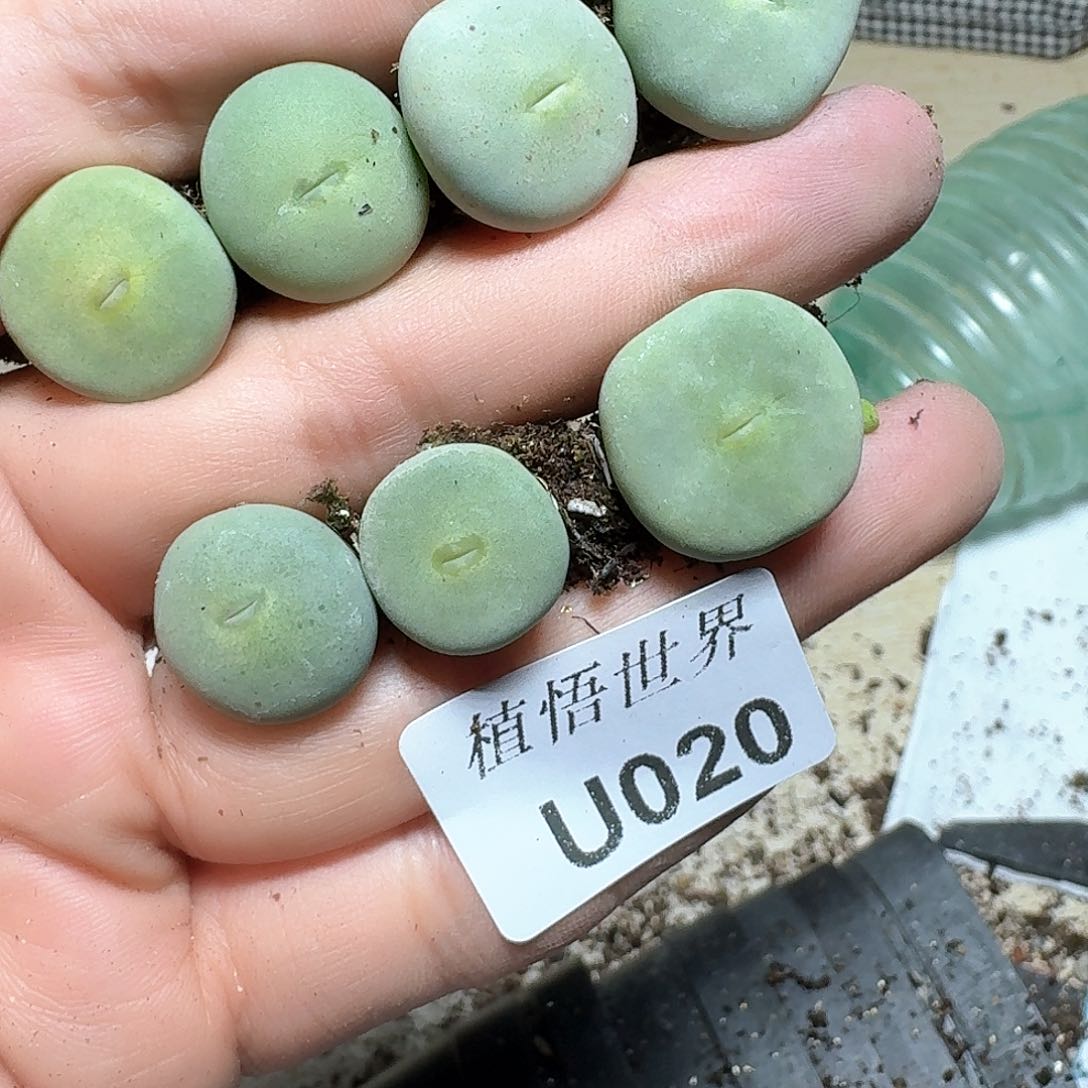 020盒多肉植物哇f g