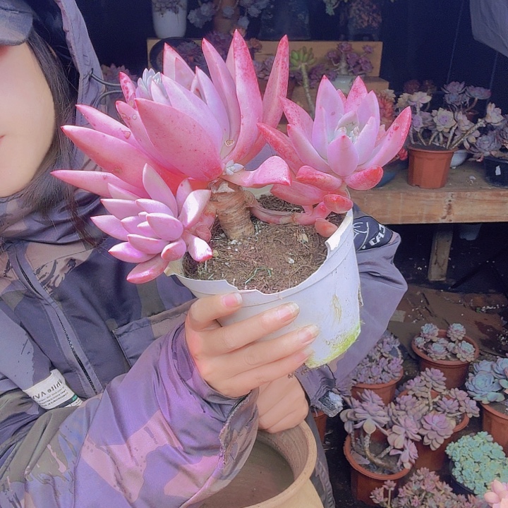 猫***人桃花源多肉植物福利