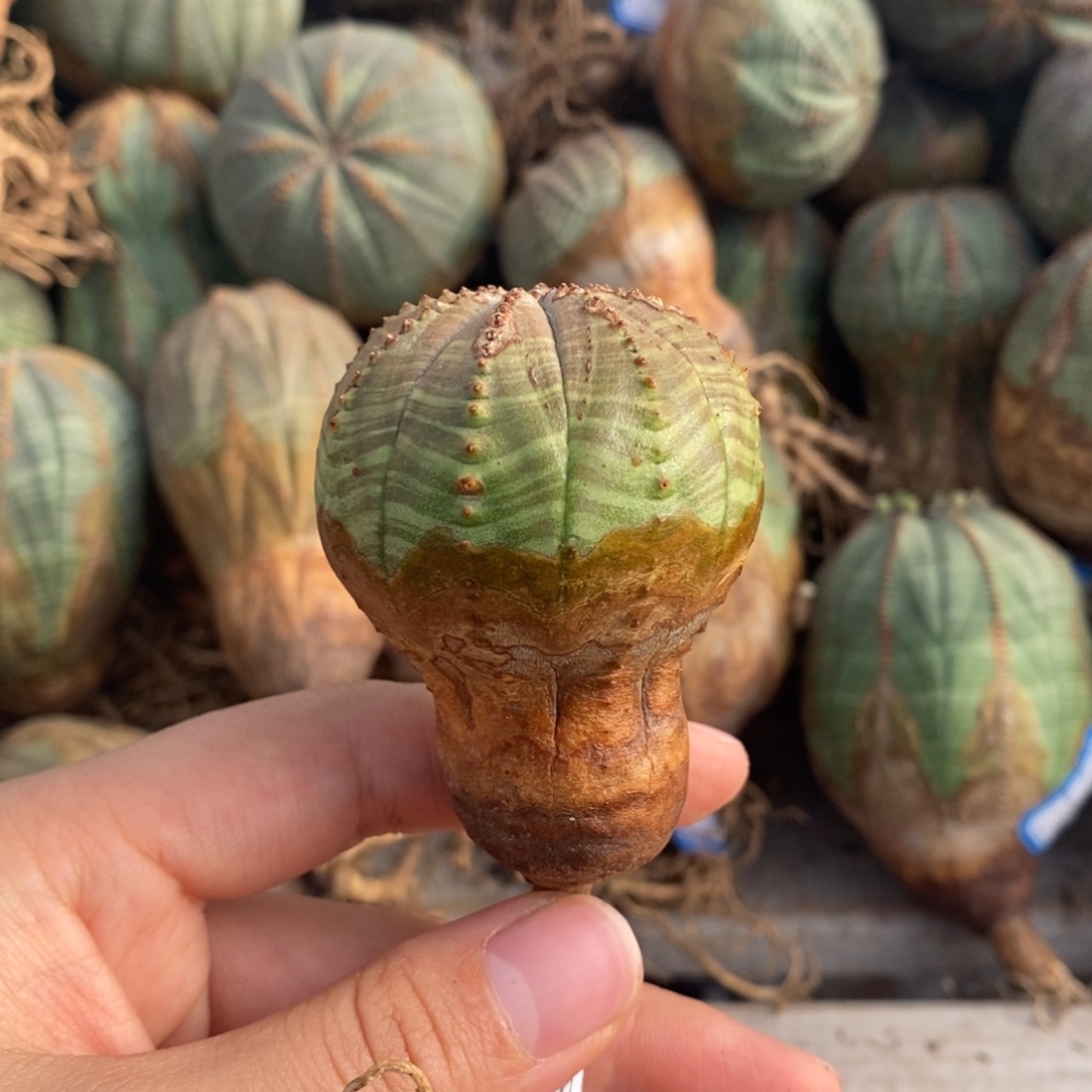 欧系实生布纹球一物一拍
