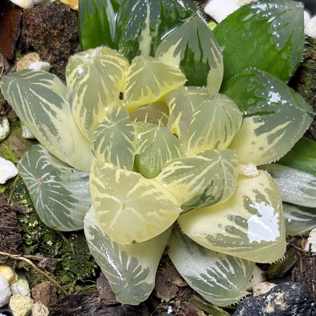 十二卷多肉植物1882大型玉露