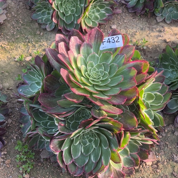 432粉体海王多肉植物