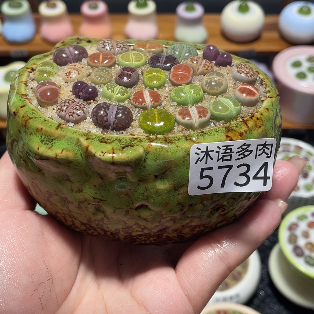 带盆土植物 一物一拍5734