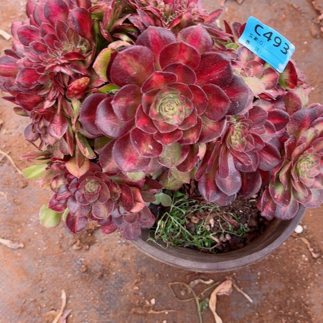 多肉植物493抹茶