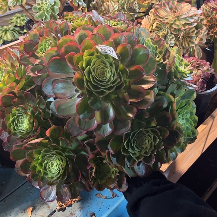 537奶白多肉植物