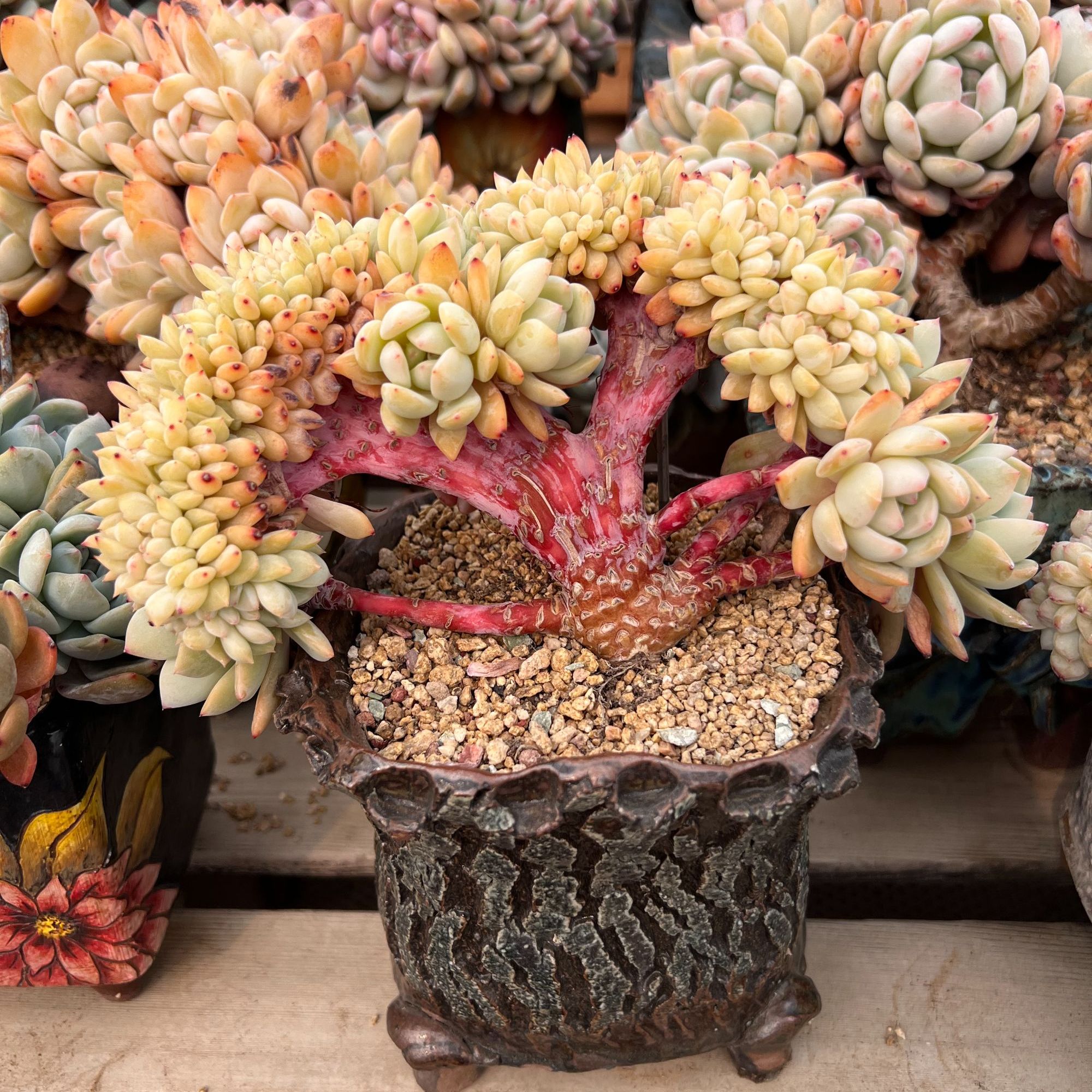 【一物一拍】20厘米雪天使朵朵缀大树老桩星影树