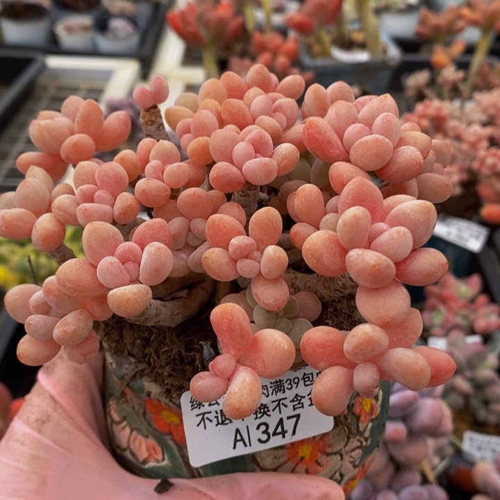 鱼子酱老桩9cm347多肉植物