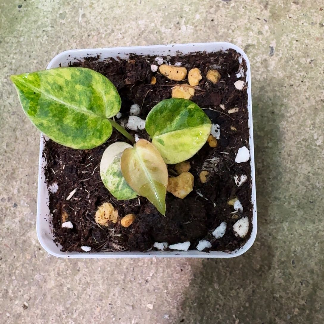 完全开放头发乱了