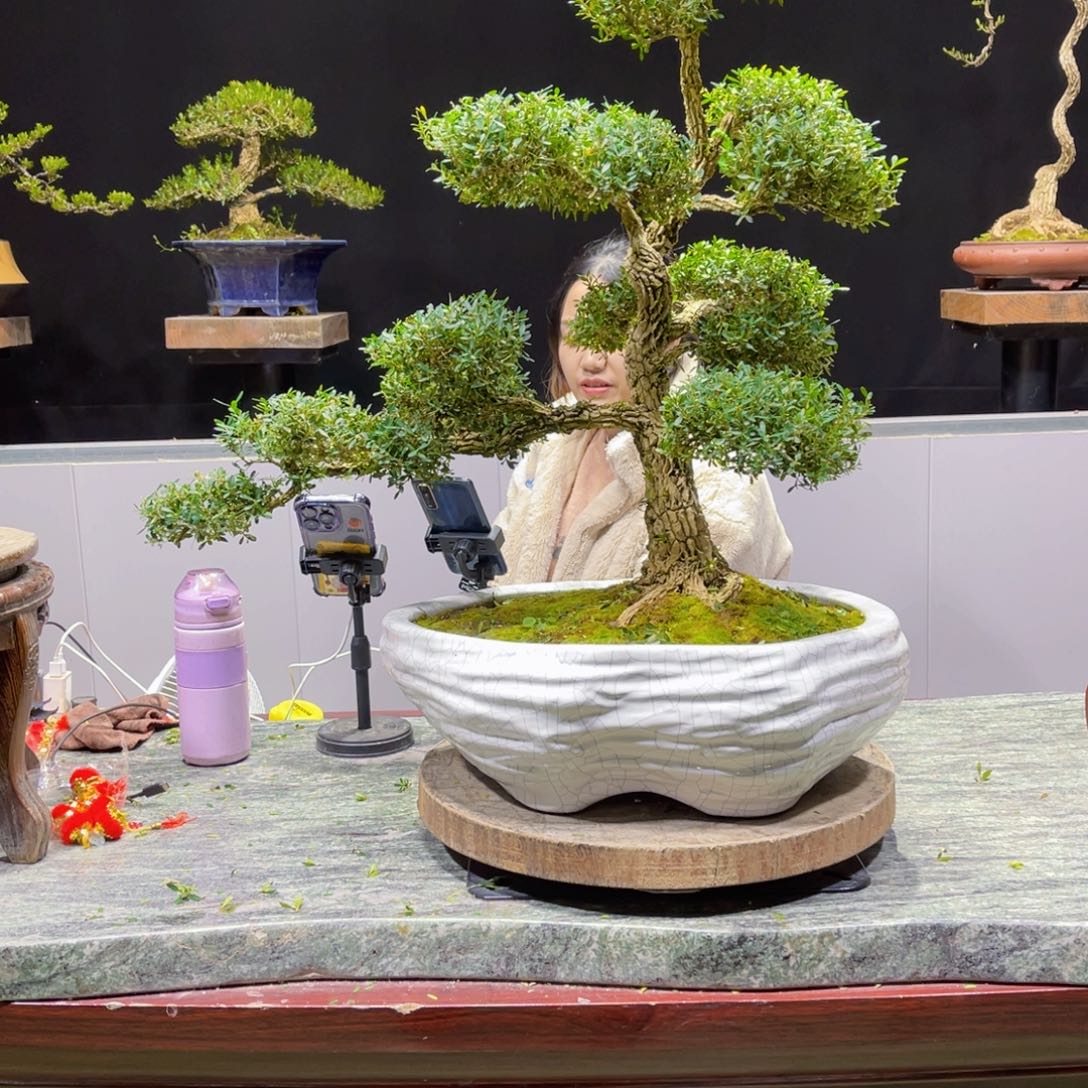 四季常青老桩黄杨盆景