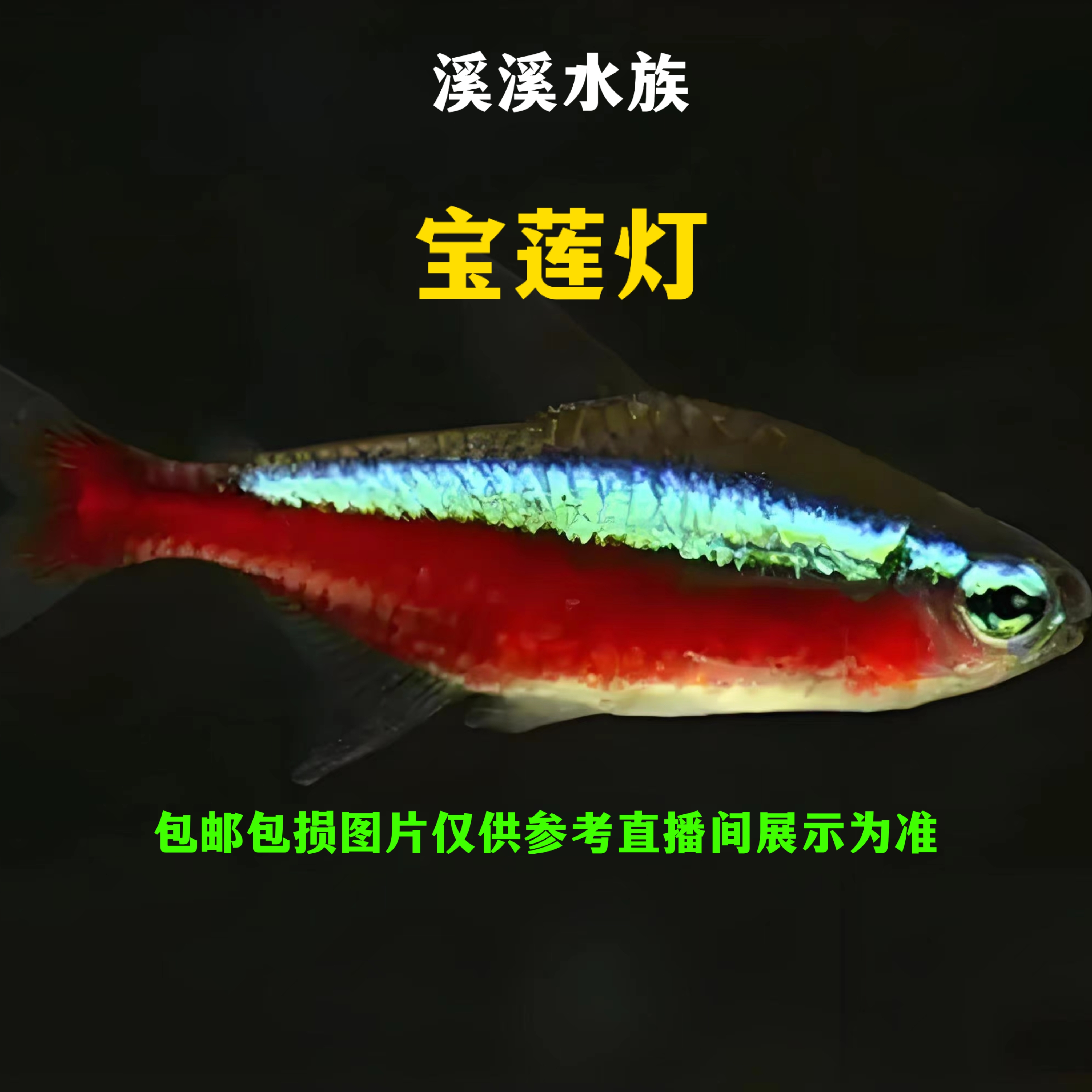 宝莲灯鱼红绿灯鱼小型热带观赏鱼群游好养淡水鱼