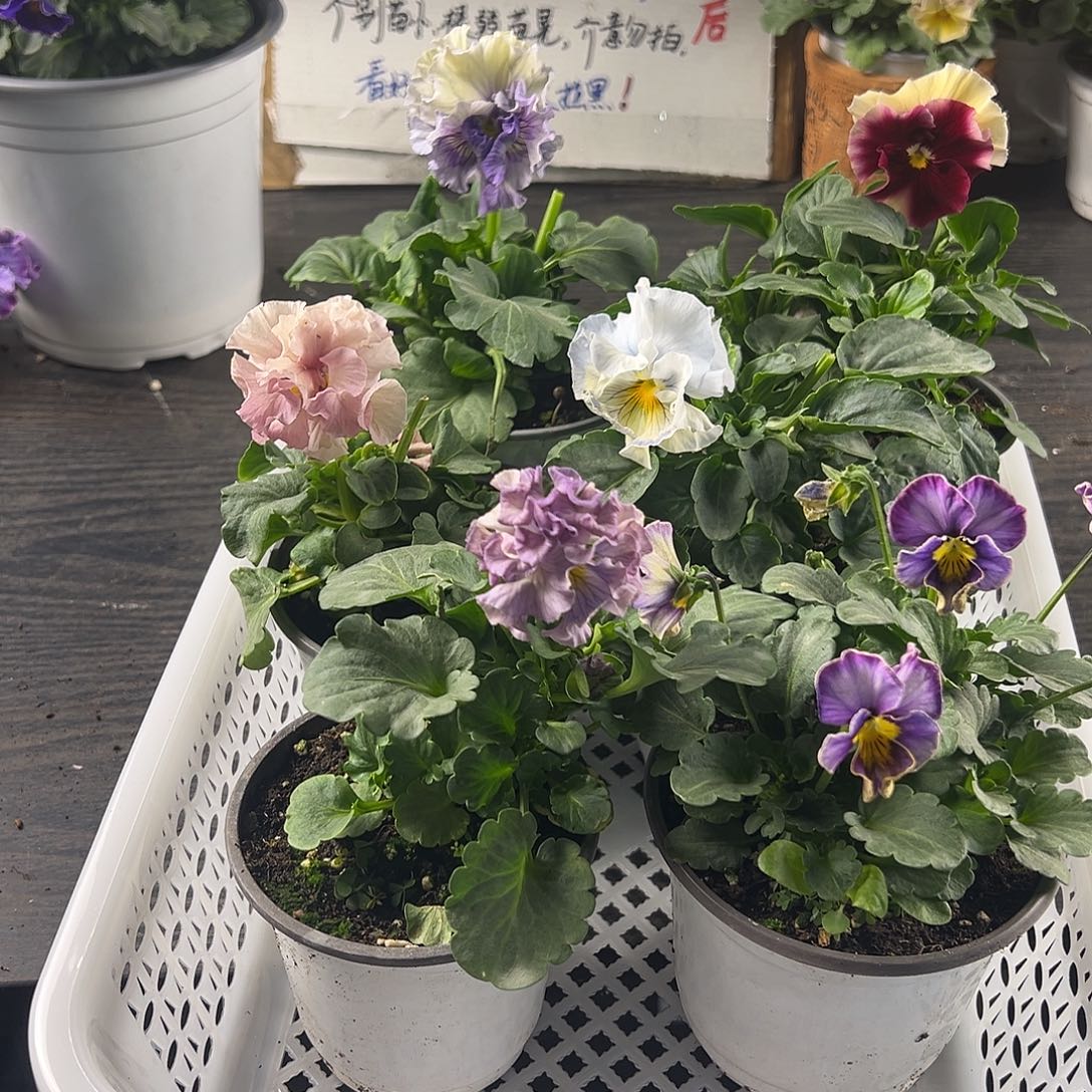 大部分花苞少量开放173号