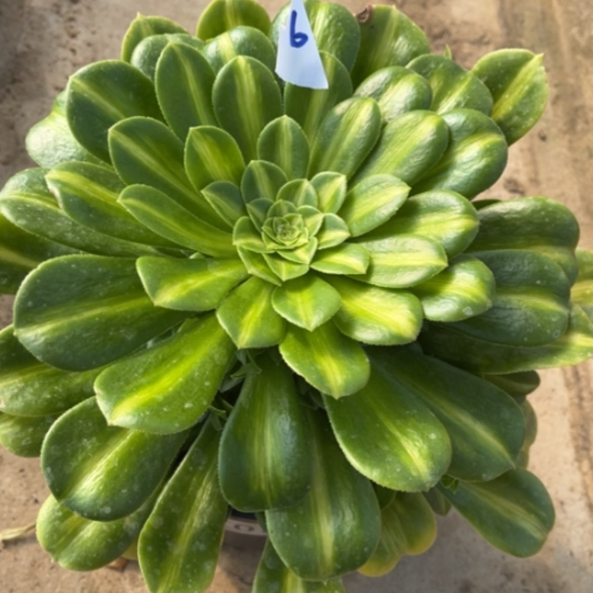 【闪购商品】6翡翠琉璃多肉法师