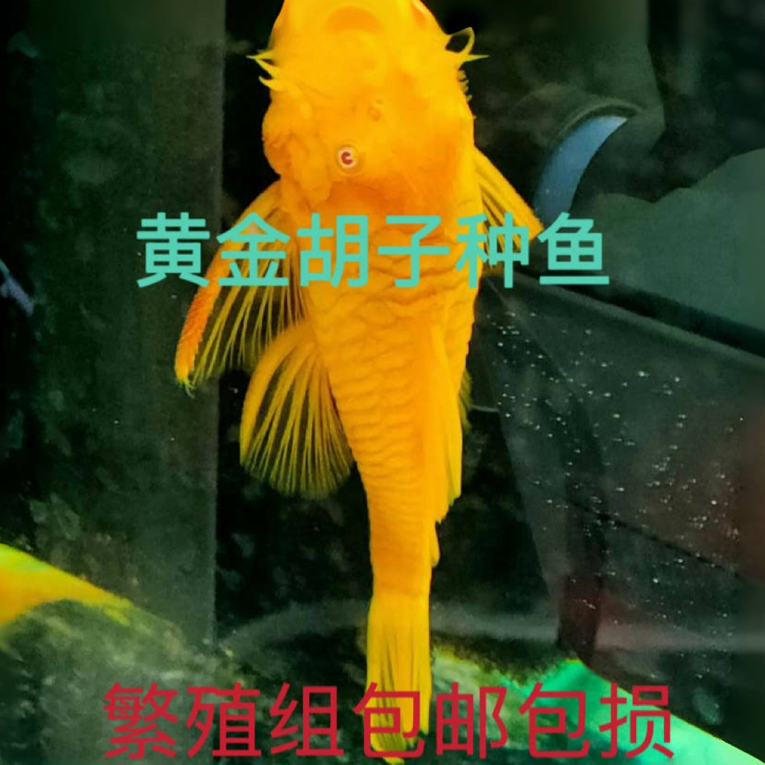 黄金胡子鱼种鱼繁殖能力强大工具鱼清洁鱼吃藻吃苔清理食物残渣