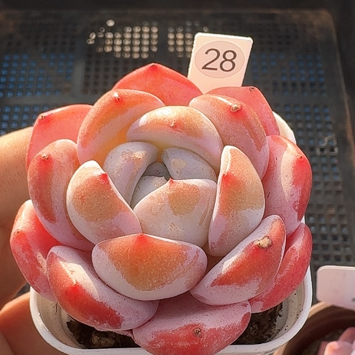 小包几多肉植物28