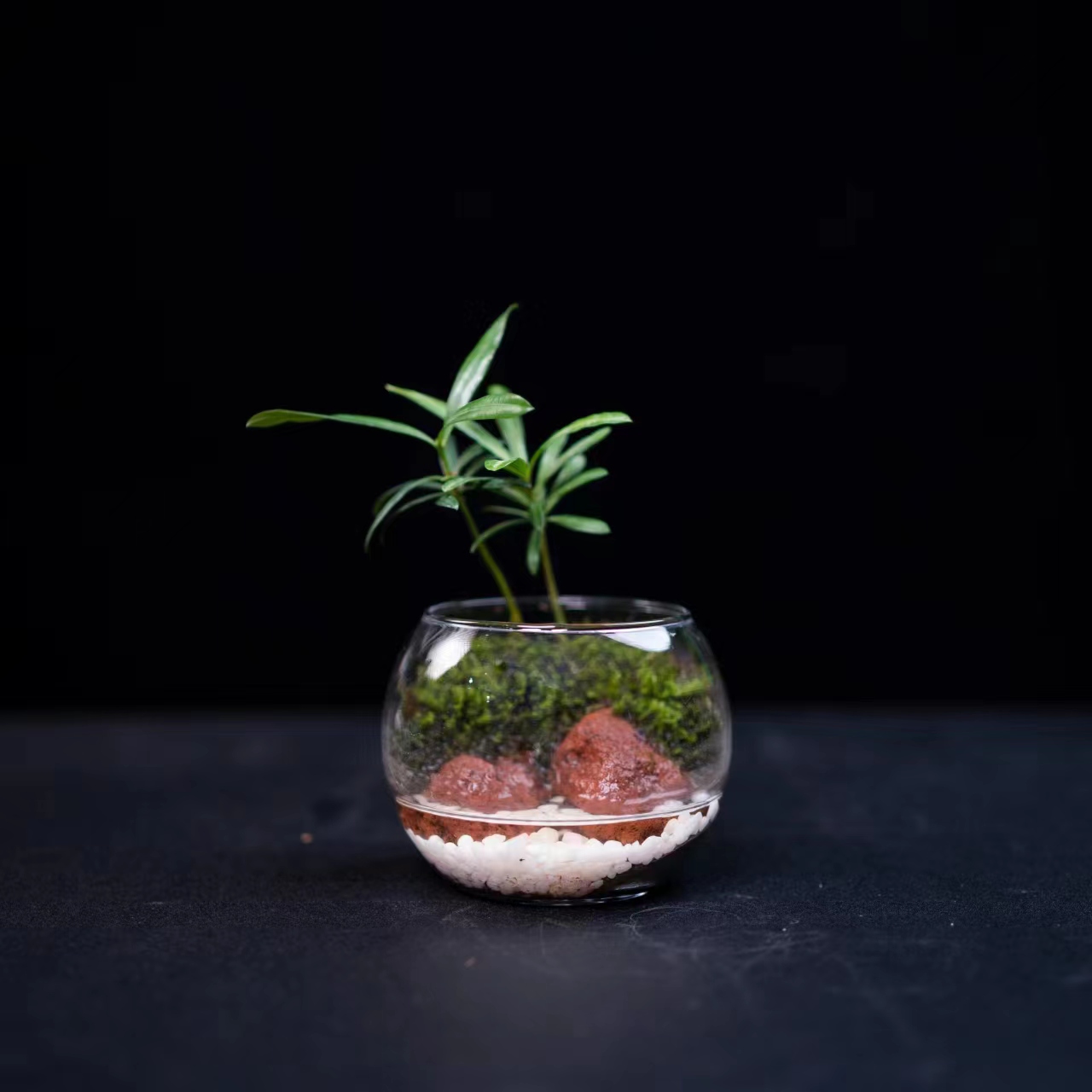 缘梦-成品创意绿植客厅水陆缸景观黄杨