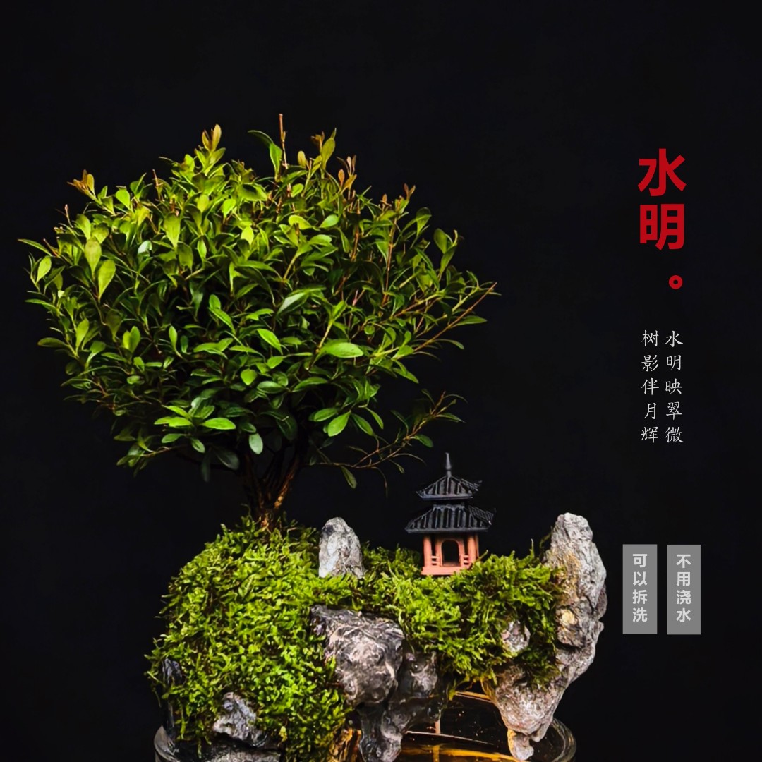 [水明Ma]小叶赤楠带灯可拆洗绿植国风禅意鱼缸微景观15*8cm