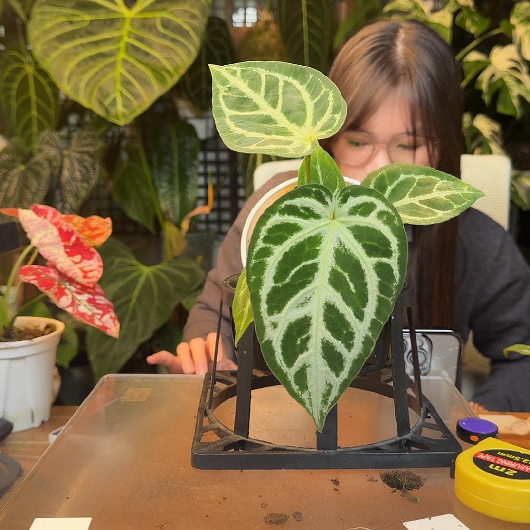 完全开放Y129黑刷子杂闪耀