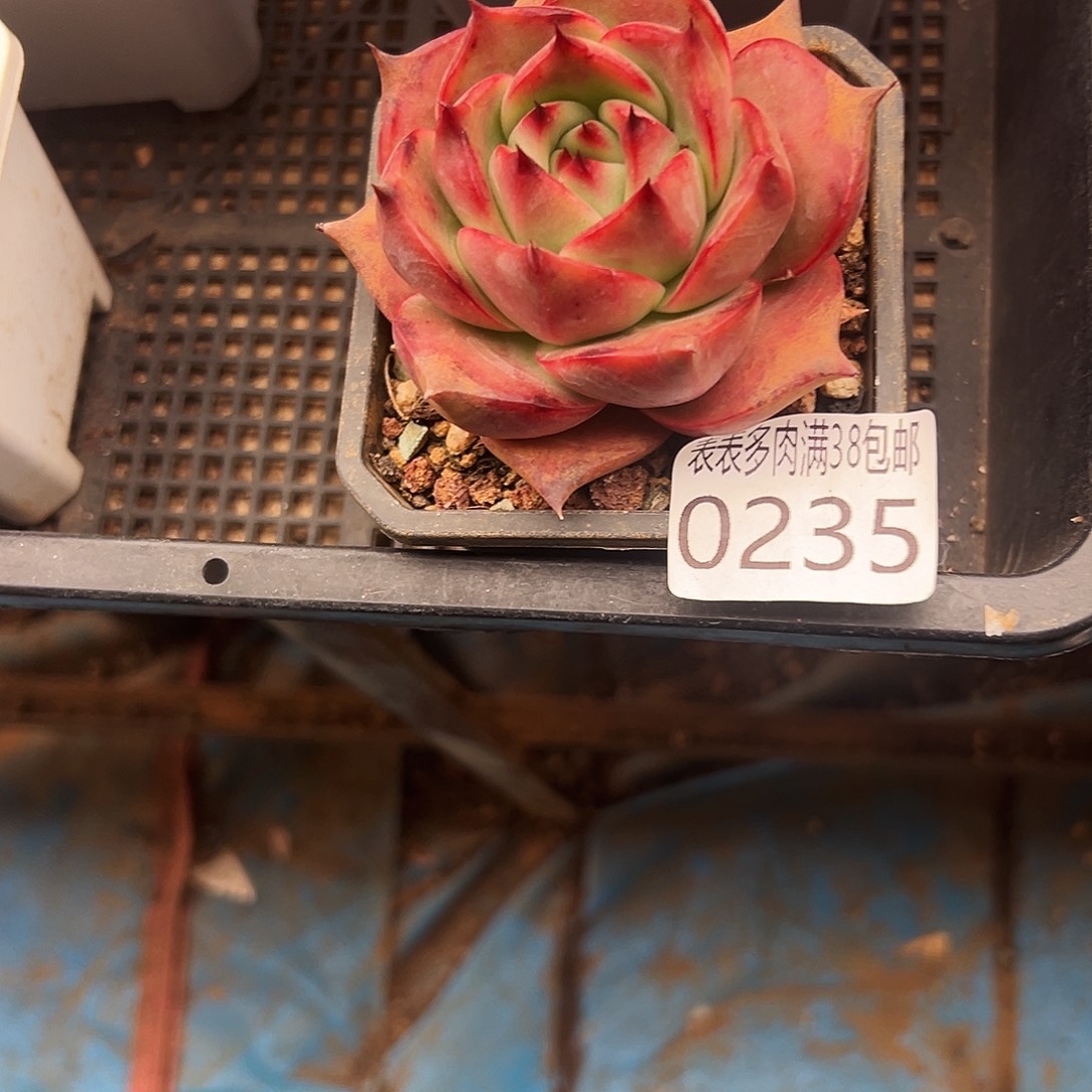 ღ***࿐多肉一物一拍植物0235