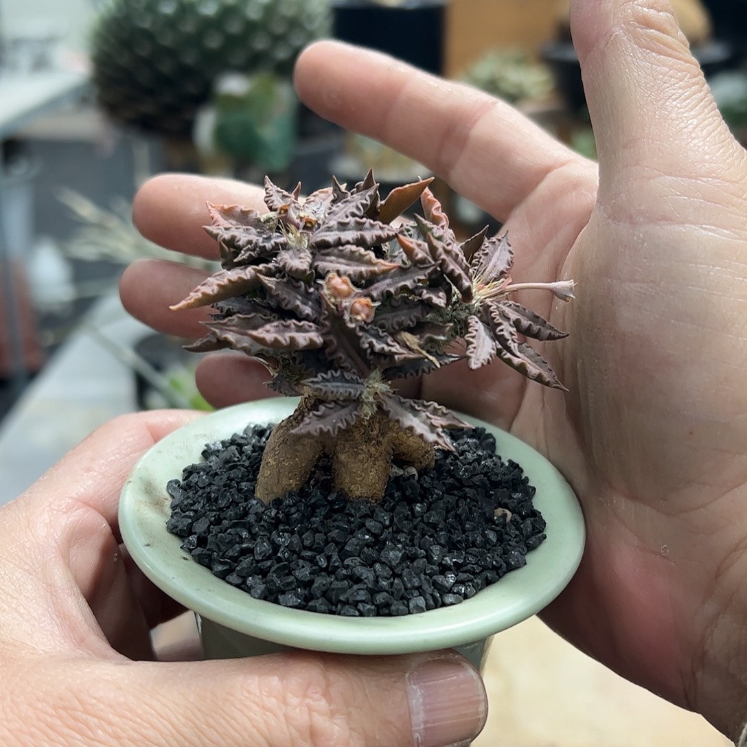 i***a红叶图拉脱土666888