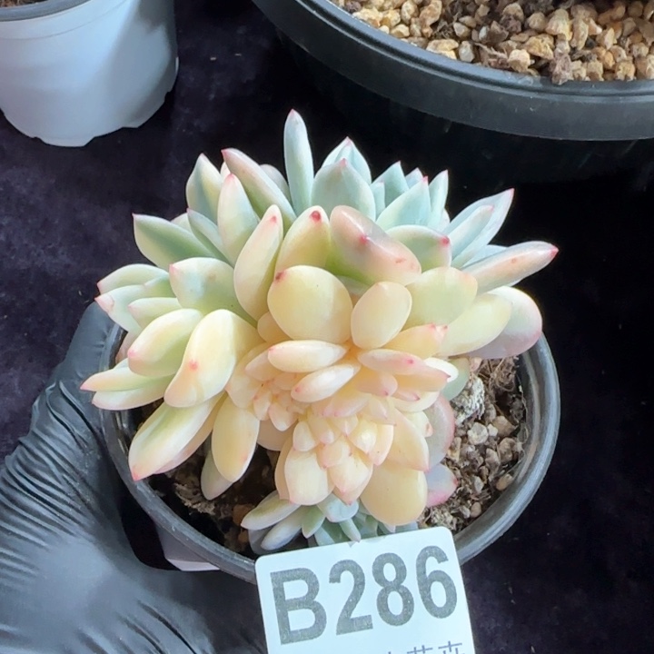 10厘米左右一物一拍锦缀