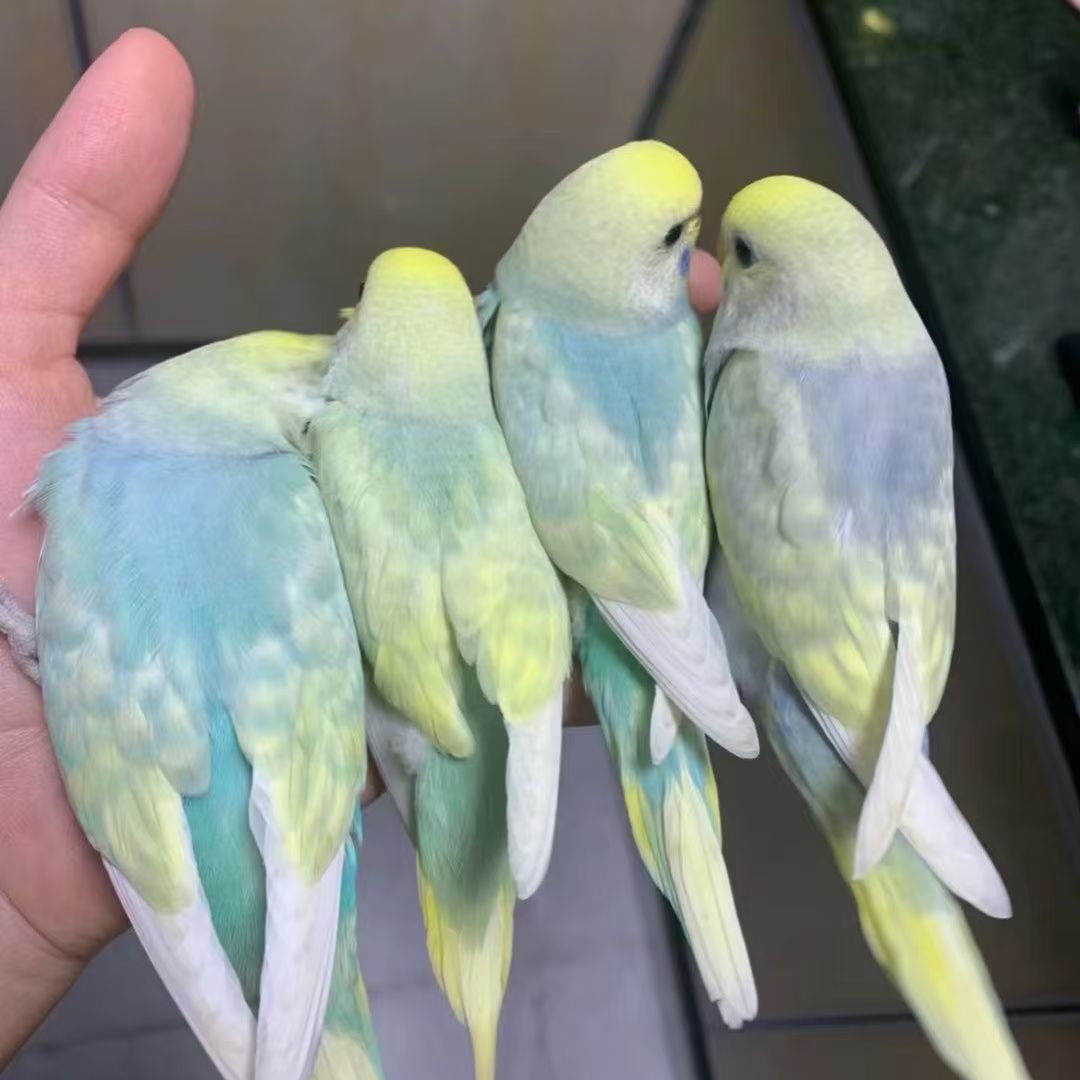 金彩大头虎皮鹦鹉活鸟宠物好养亲人