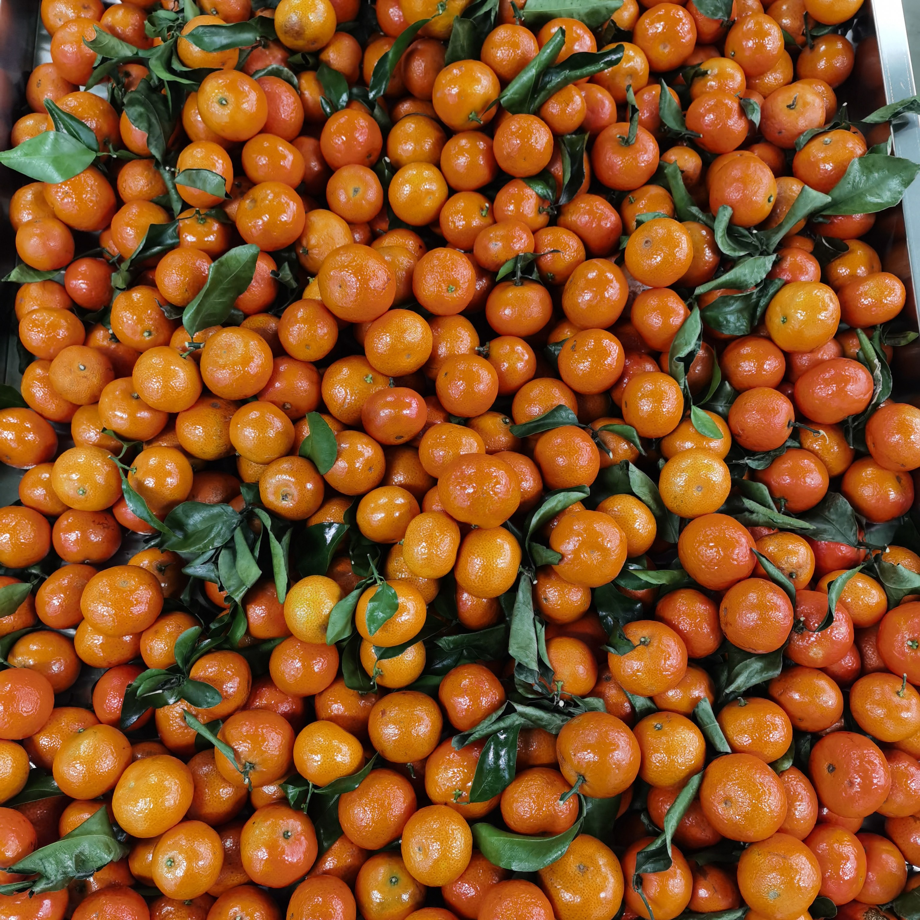 砂糖橘橘子3斤（约1500克）