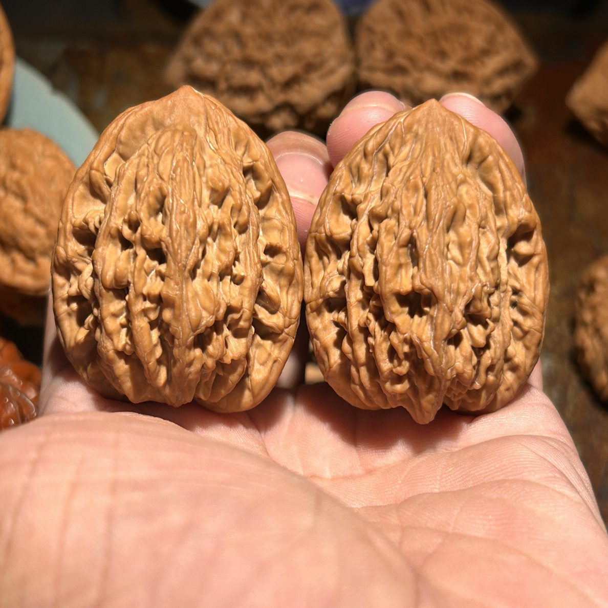 0111文玩核桃，房山一代老树麦穗虎头，无药全品，边41.5肚39高43