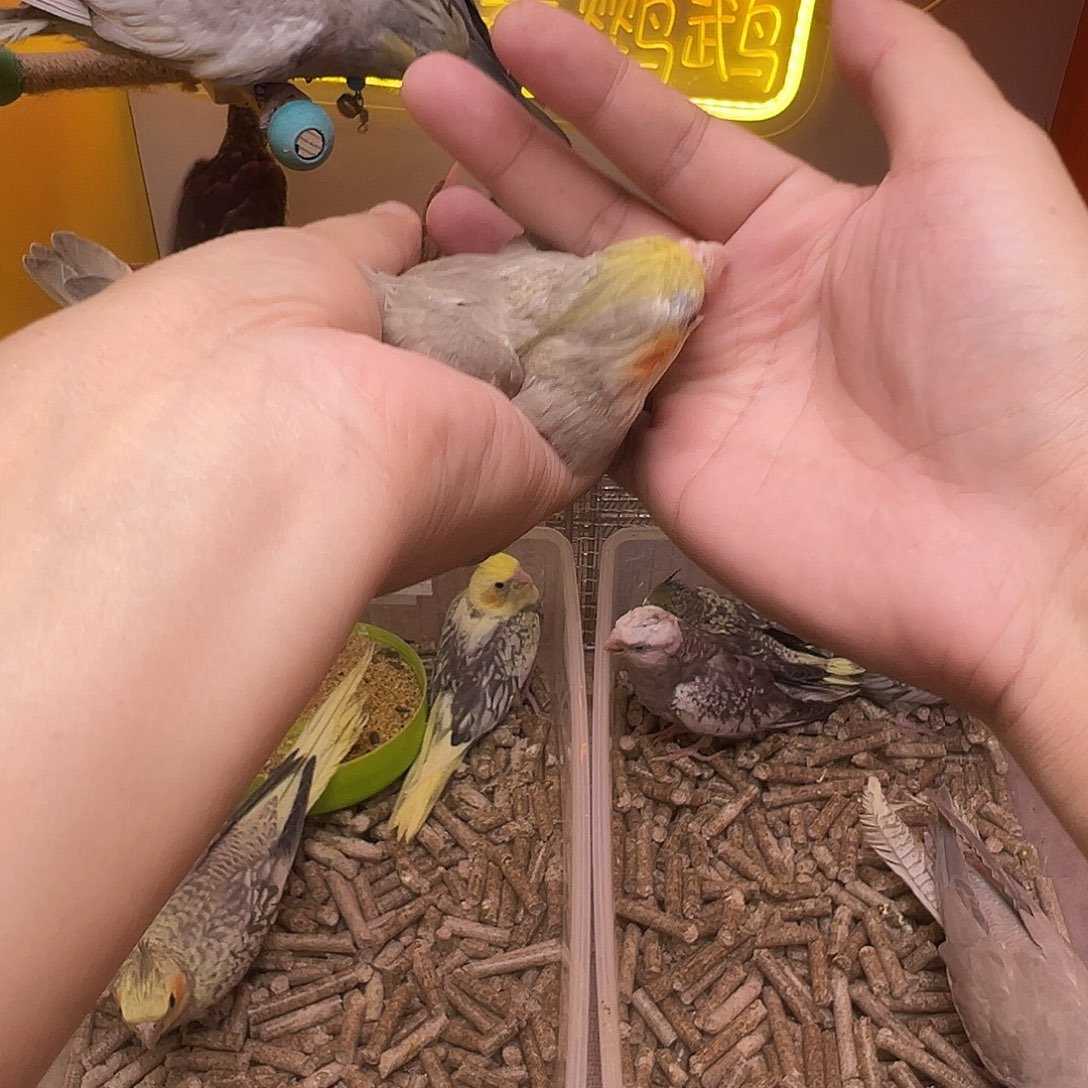 玄凤鹦鹉/鸡尾鹦鹉
