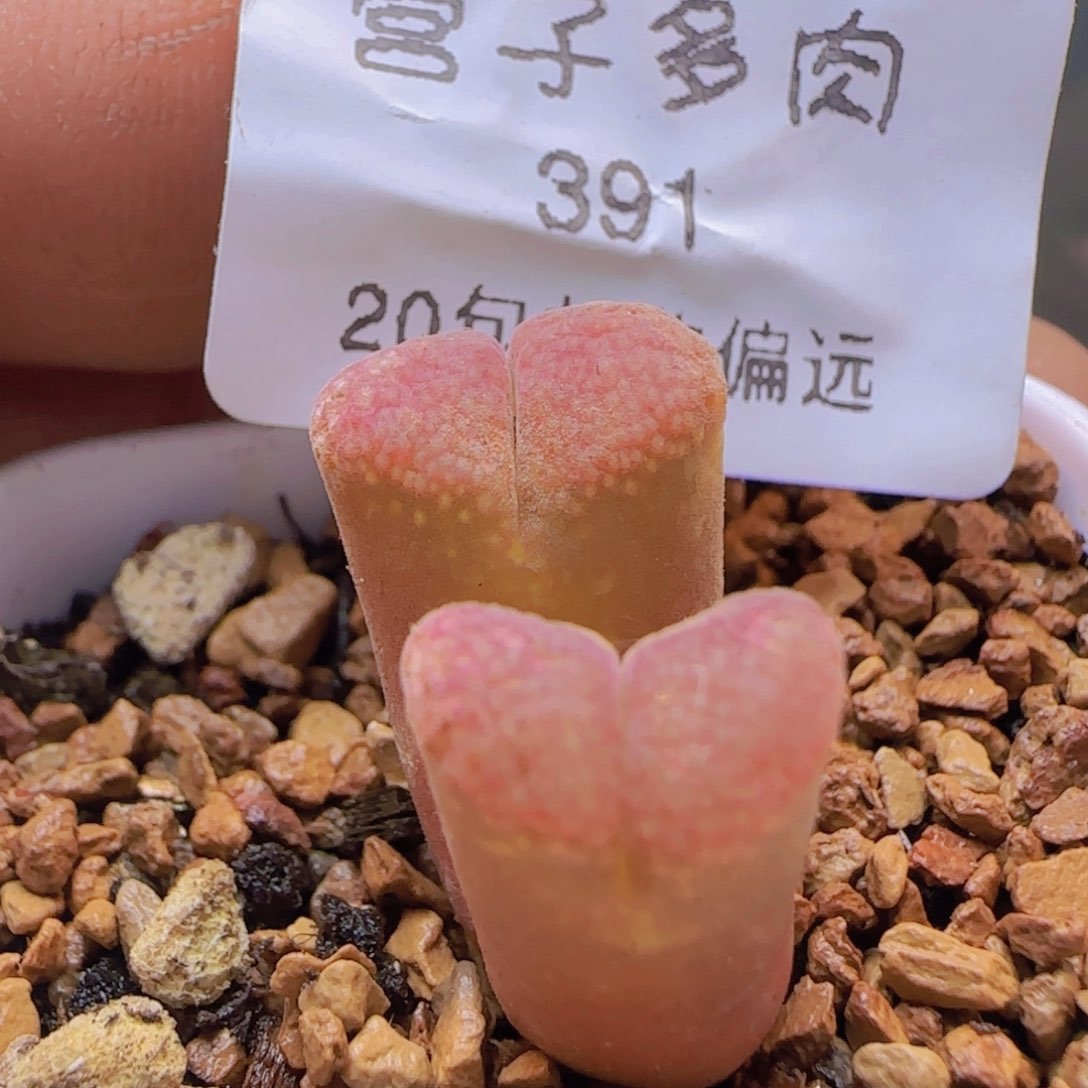 双头产地C10. 脱土发货。             