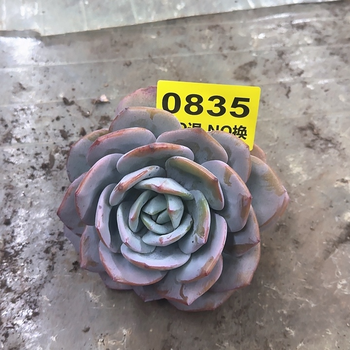 0835大单头老庄奶茶